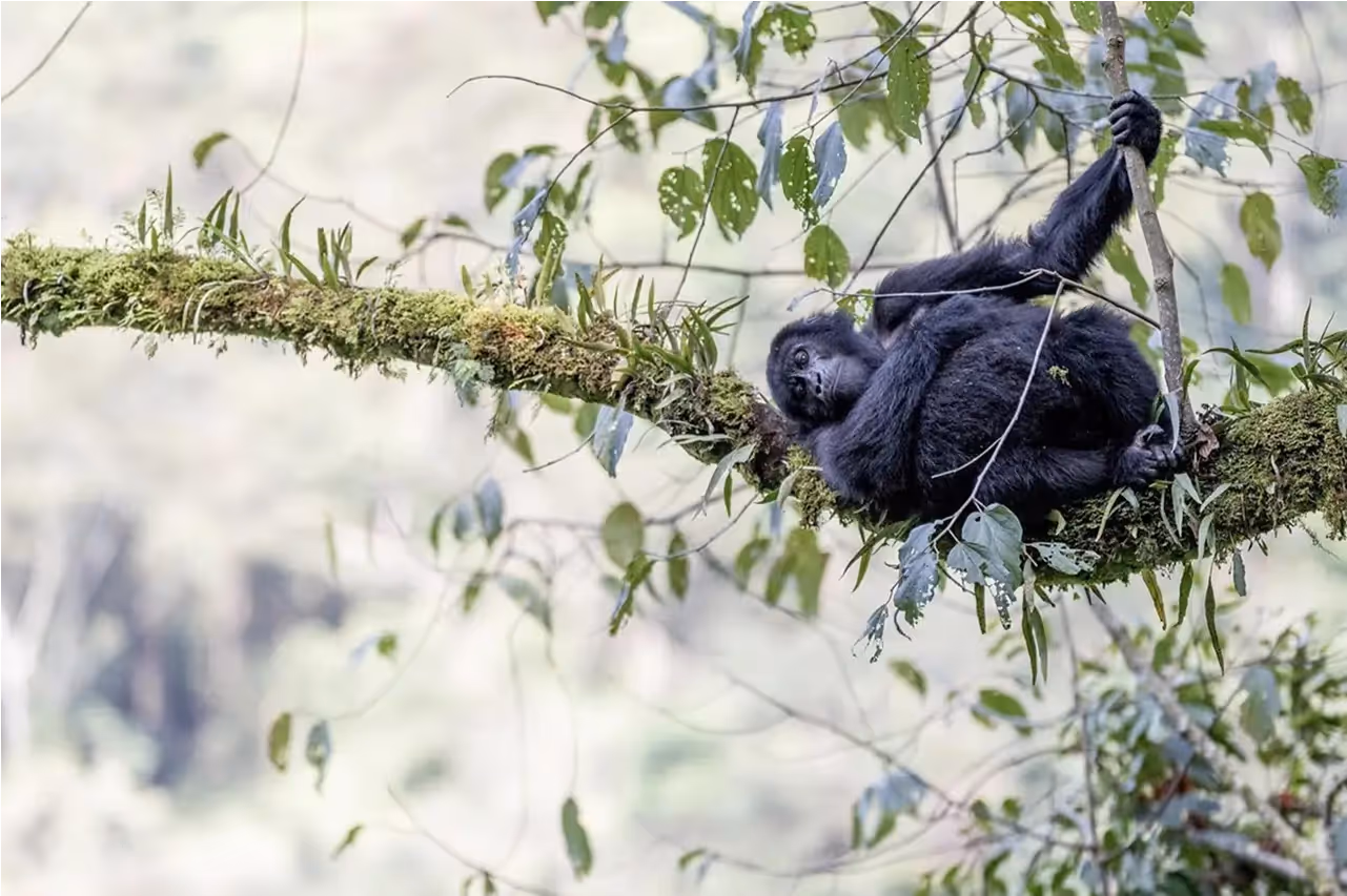Gorilla in a tree