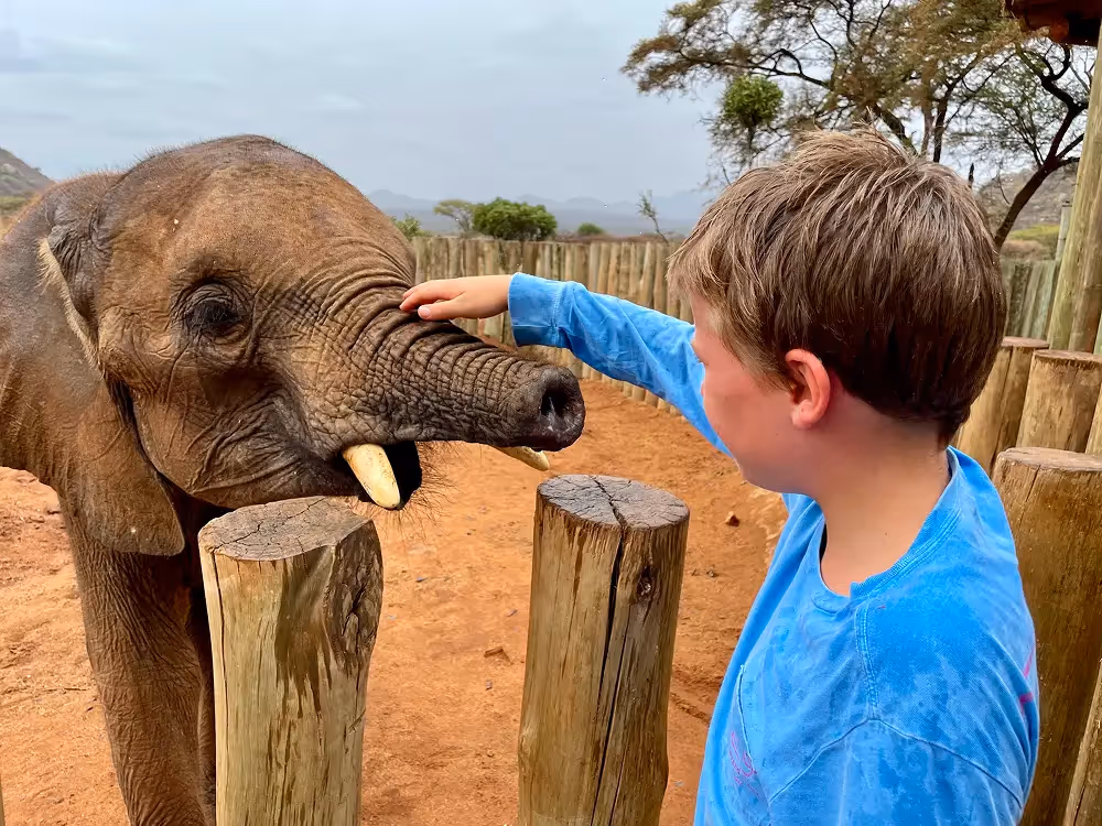 Kid touching an elephant