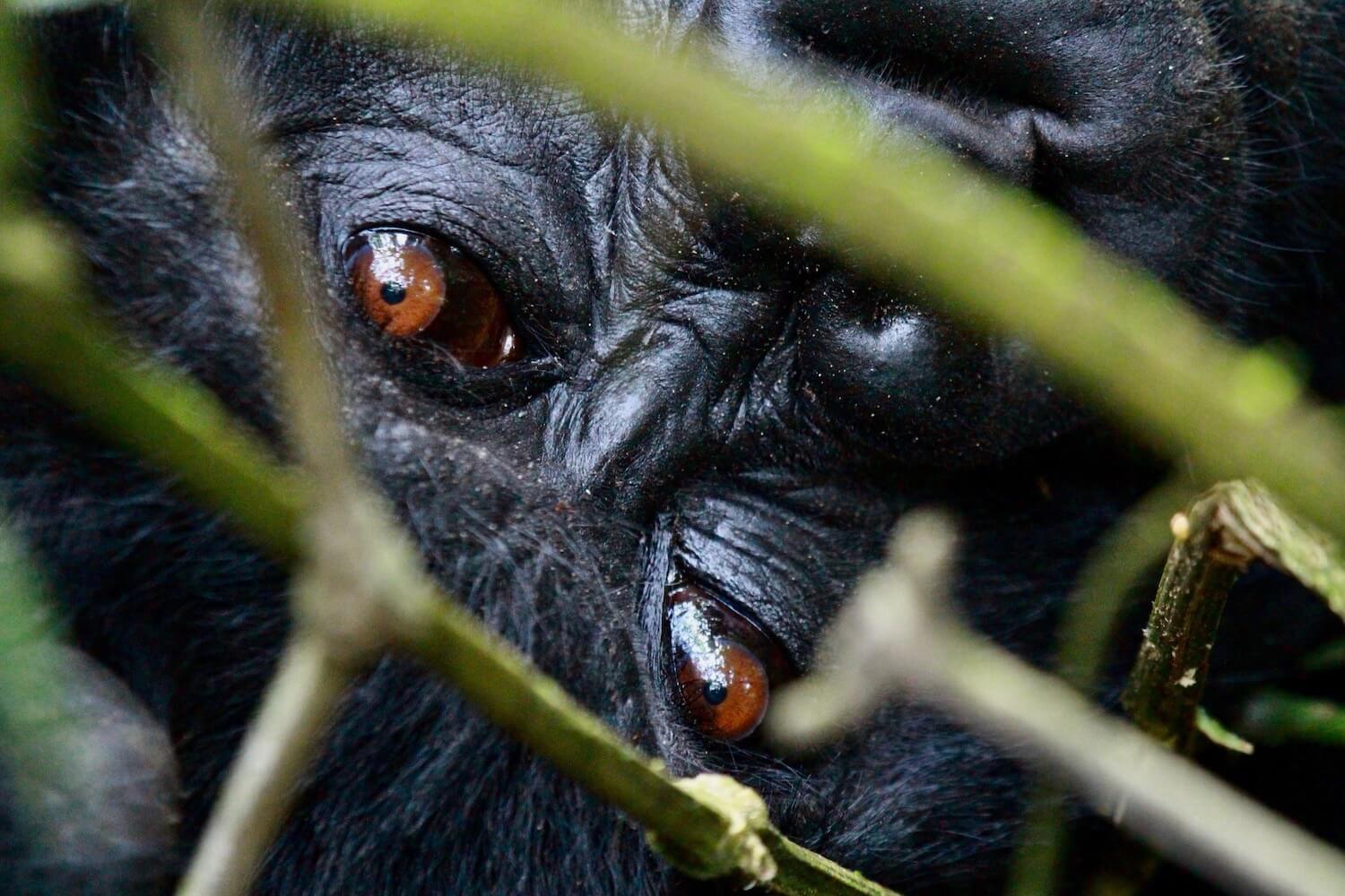 Gorilla eyes