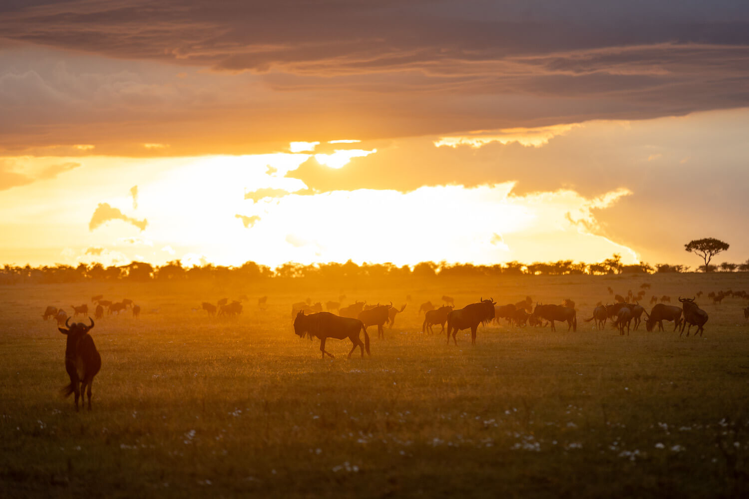 Zebras looking over a sunset