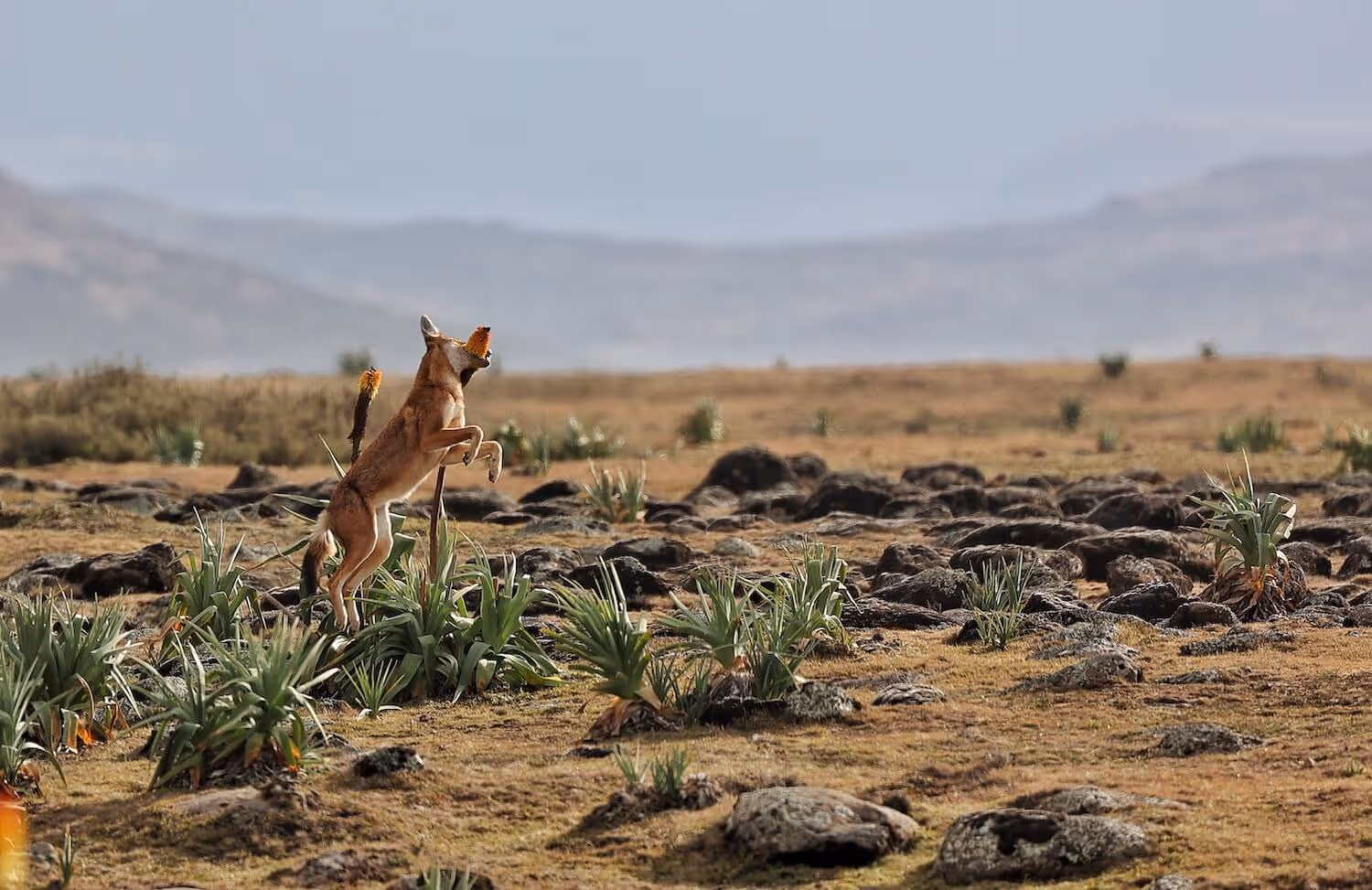 Fox jumping for a flower