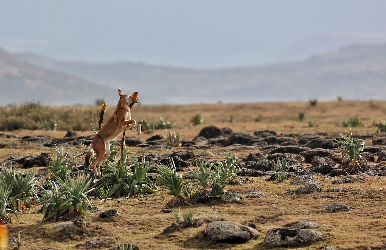 Fox jumping for a flower
