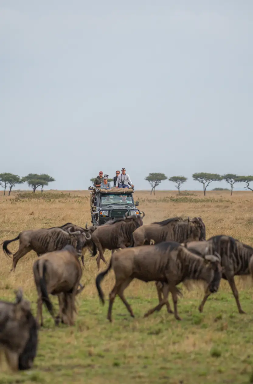 Exploring Africa's savannah landscape on a land-based safari
