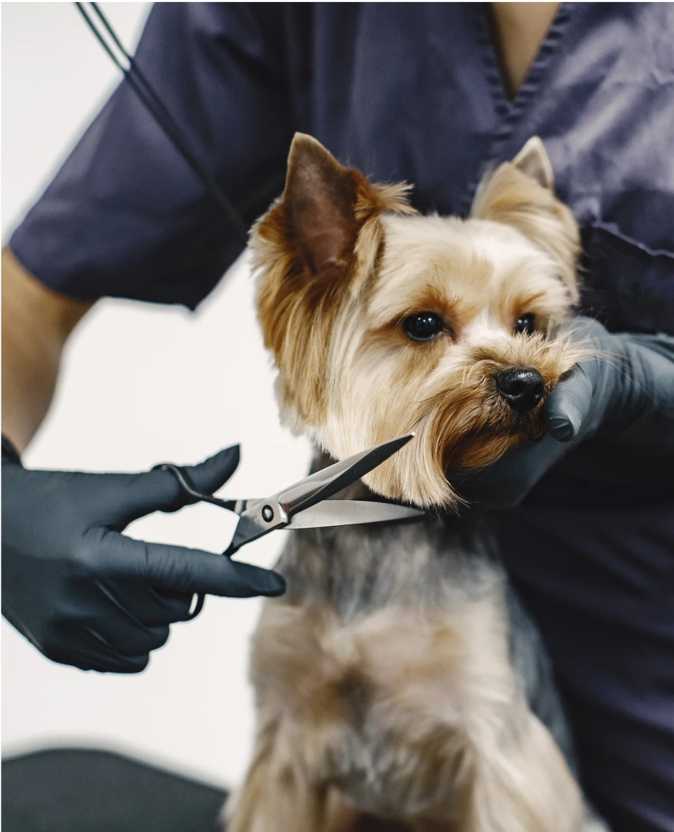Service Image