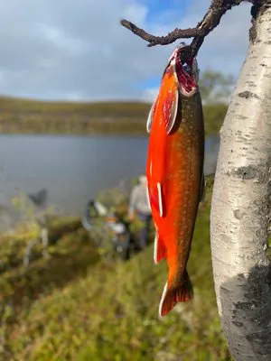 fiskefangst