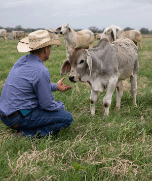 Texas Beef Council | High-impact Layout