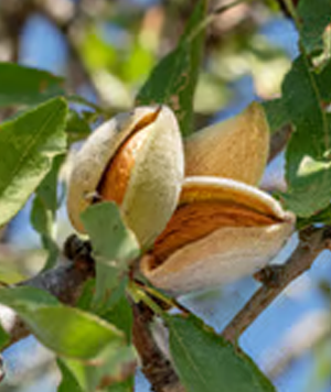 Almond Board of California | High-Impact Layout