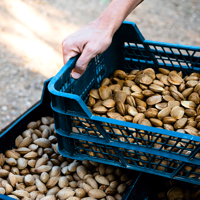 Almond Board of California