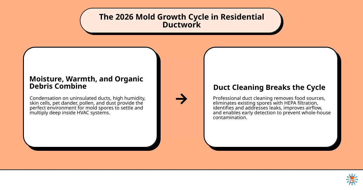Infographic: The 2026 mold growth cycle in residential ductwork — moisture plus dust plus warmth equals mold, and how duct