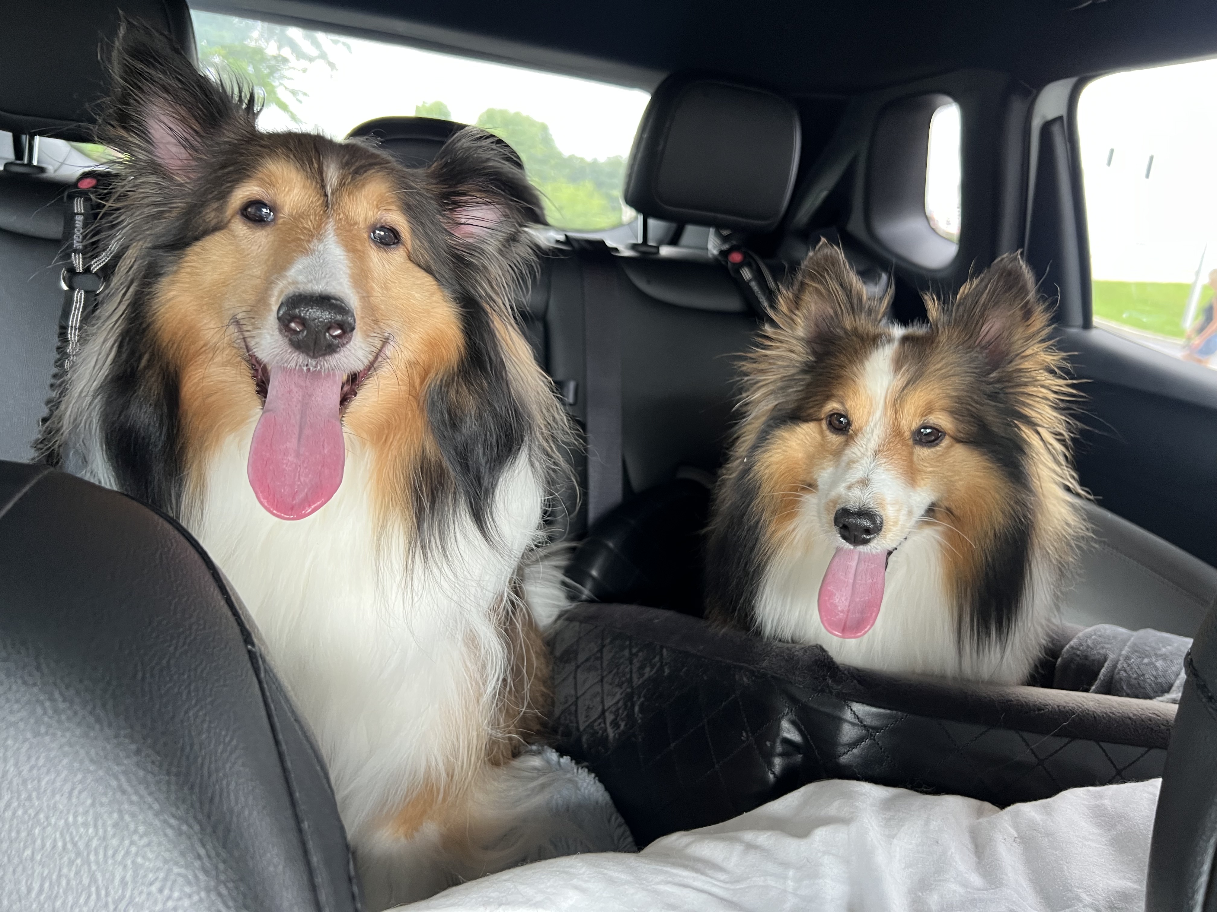 two dogs ext to each other in a car 