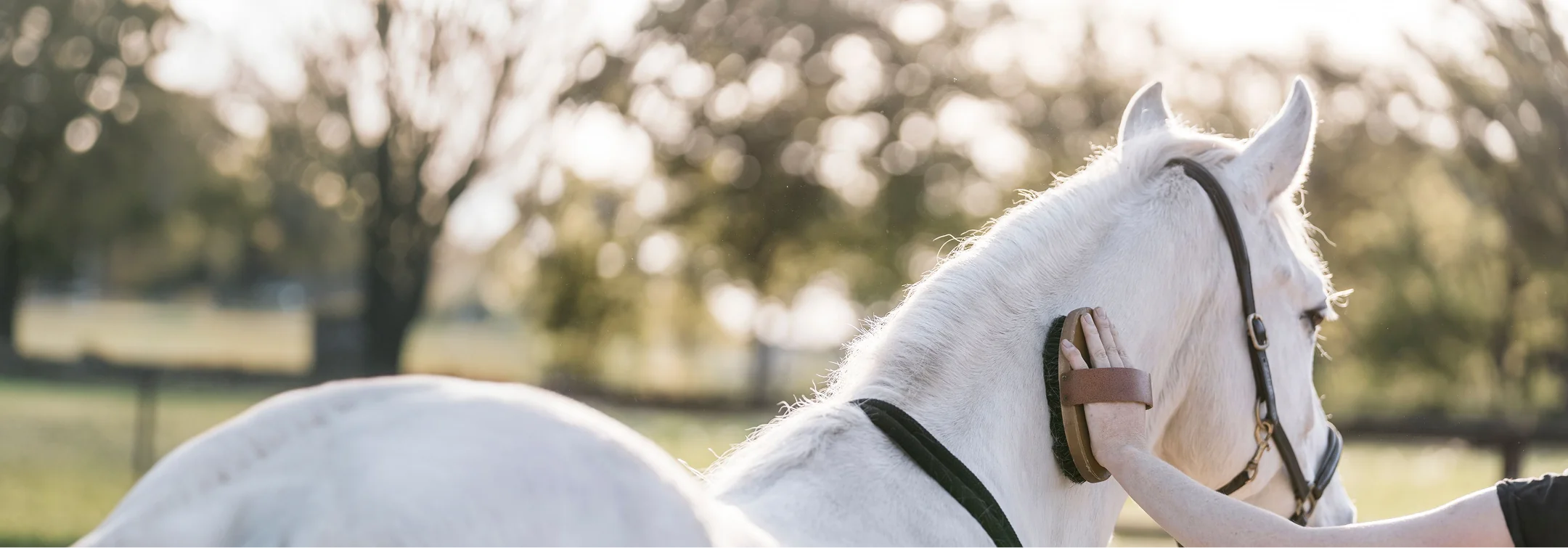 Cheval