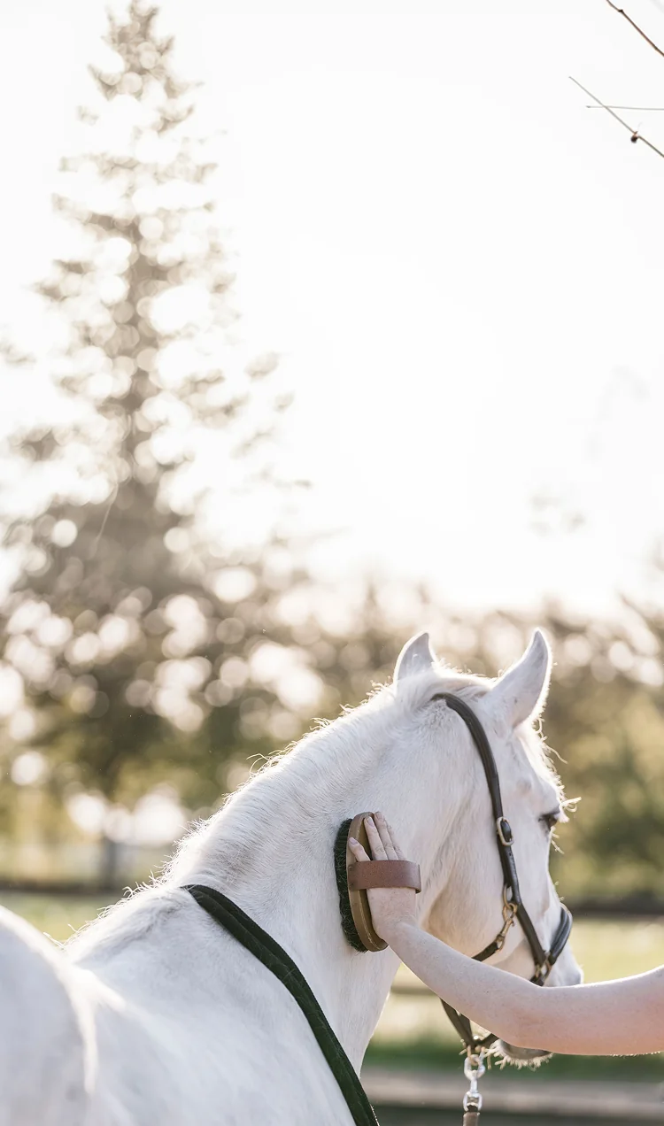 Cheval