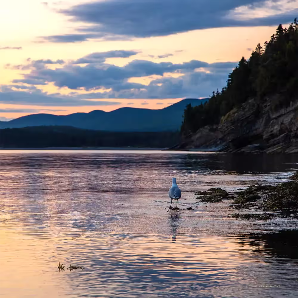 A seagull standing on a rocky shoreline at sunset with calm water, distant mountains, and a partly cloudy sky.