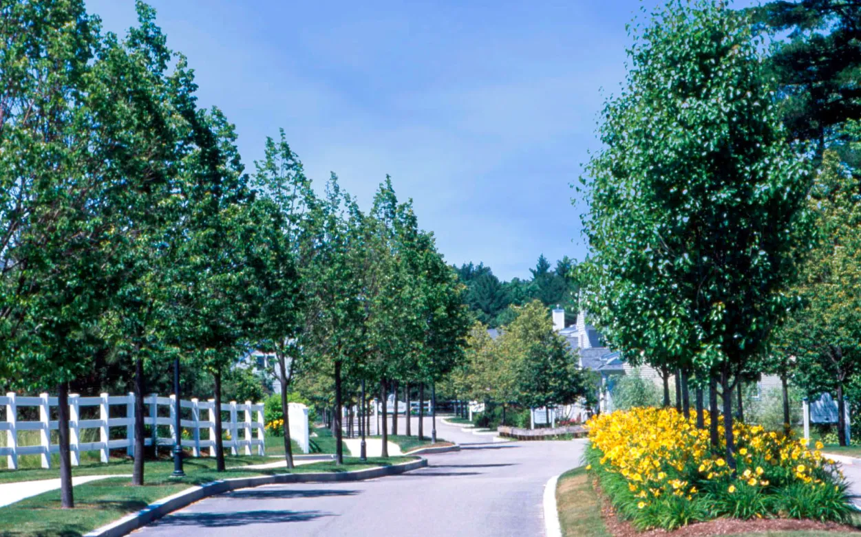 Scenic tree-lined boulevard with white rail fence leading into GreatBrook Norton MA
