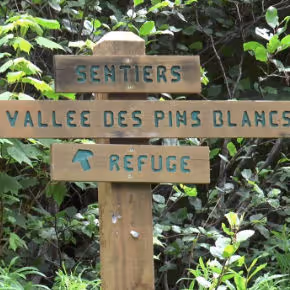 Die Wege des White Pine Valley