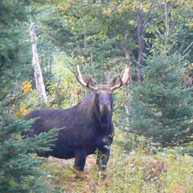 Réserve faunique de Dunière