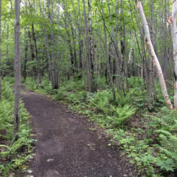 Ornithological trails