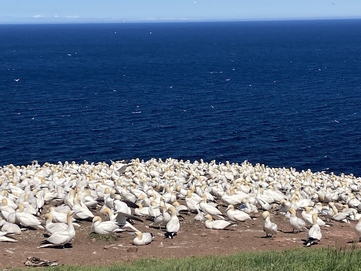 Parc national de l'Île-Bonaventure-et-du-Rocher-Percé