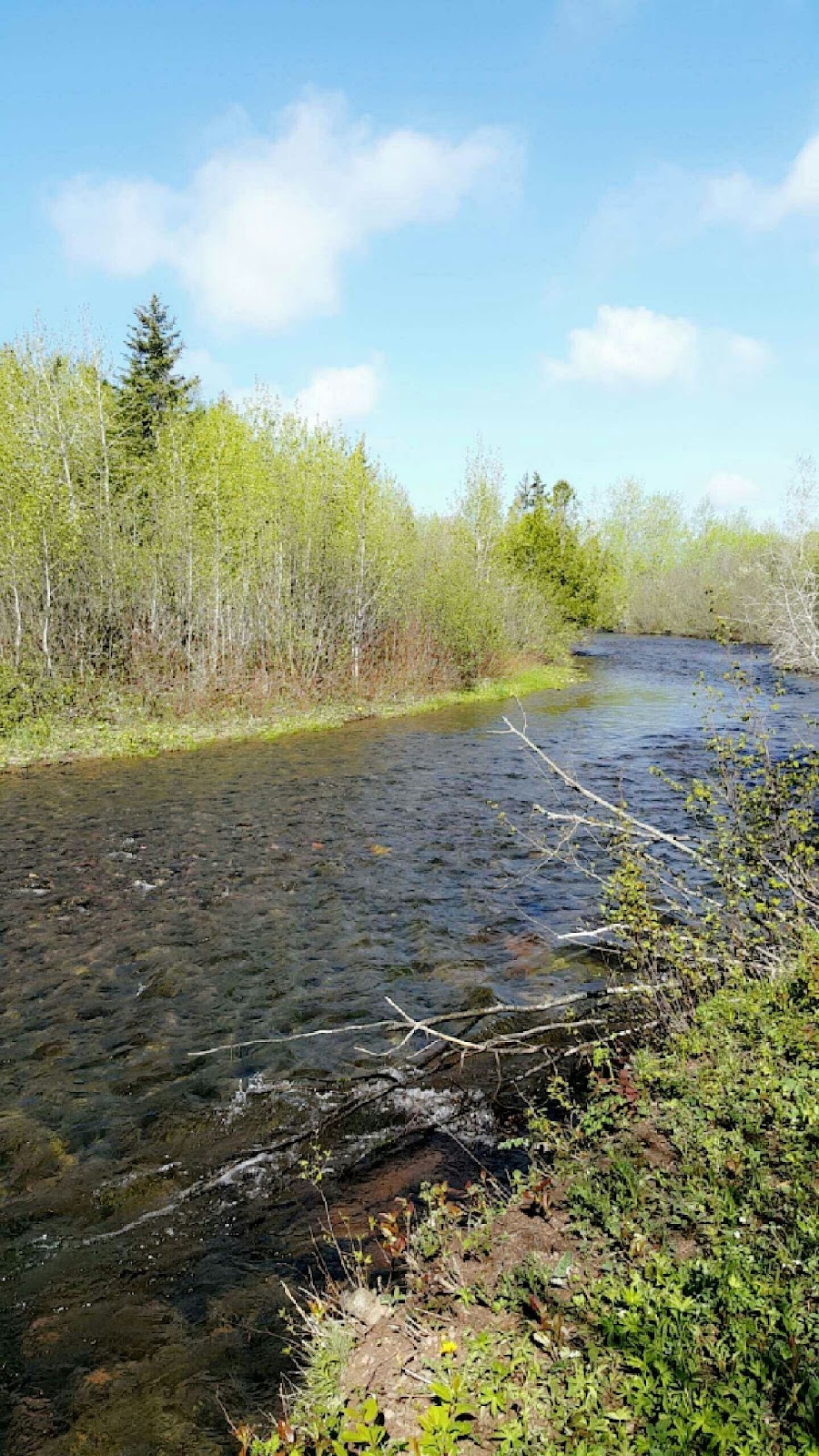 Sentier pédestre de l'espace vert