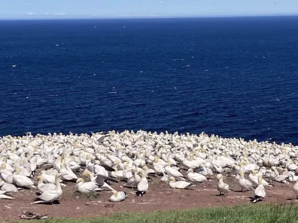 Parc national de l'Île-Bonaventure-et-du-Rocher-Percé