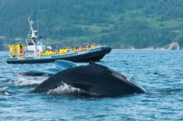 Croisières Baie de Gaspé