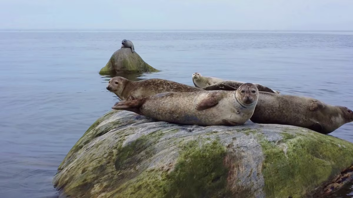 Phoques au repos sur un rocher dans le golfe du Saint-Laurent