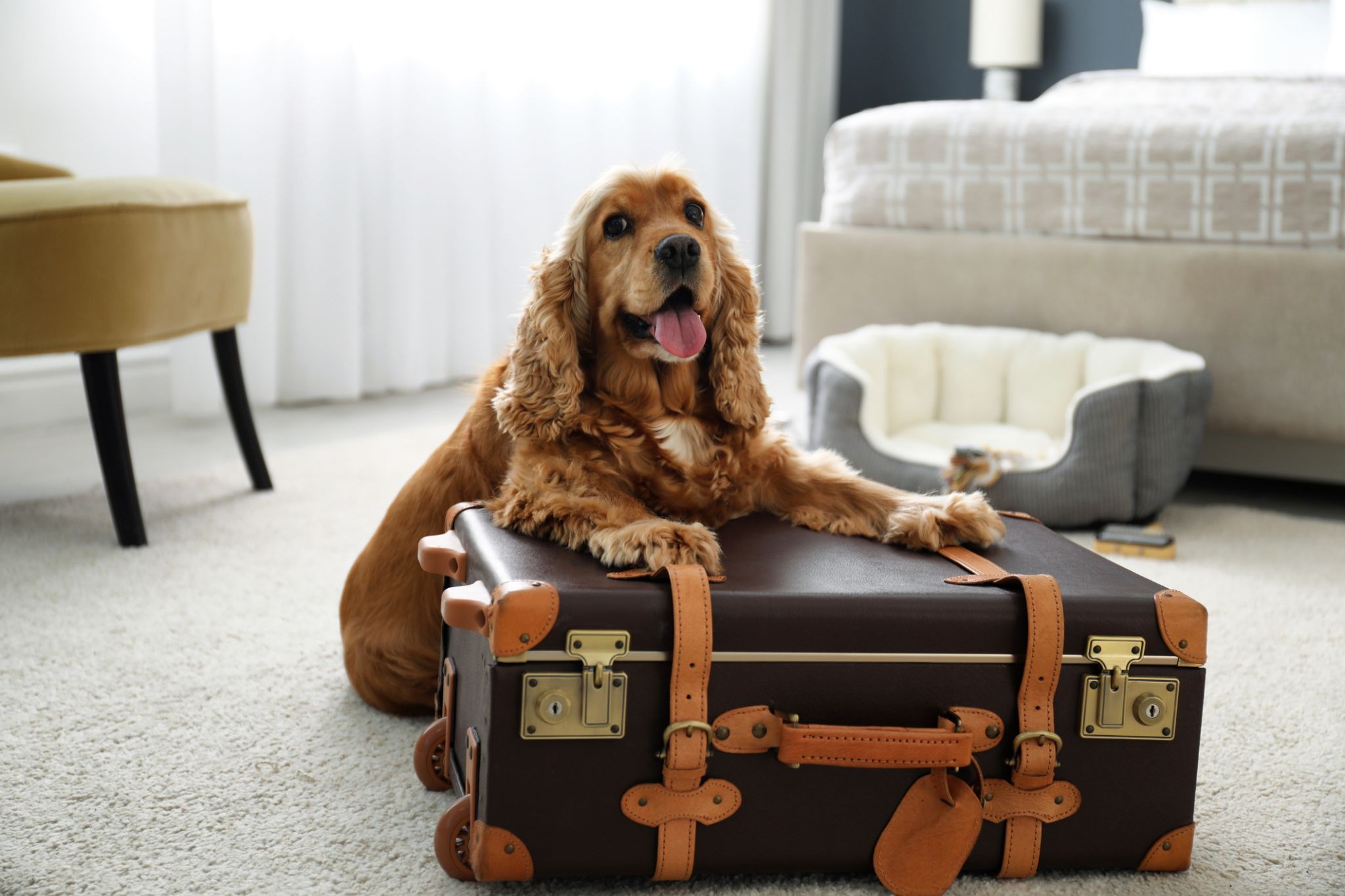 cocker spaniel dog with paws on suitcase in riverfront hotel room