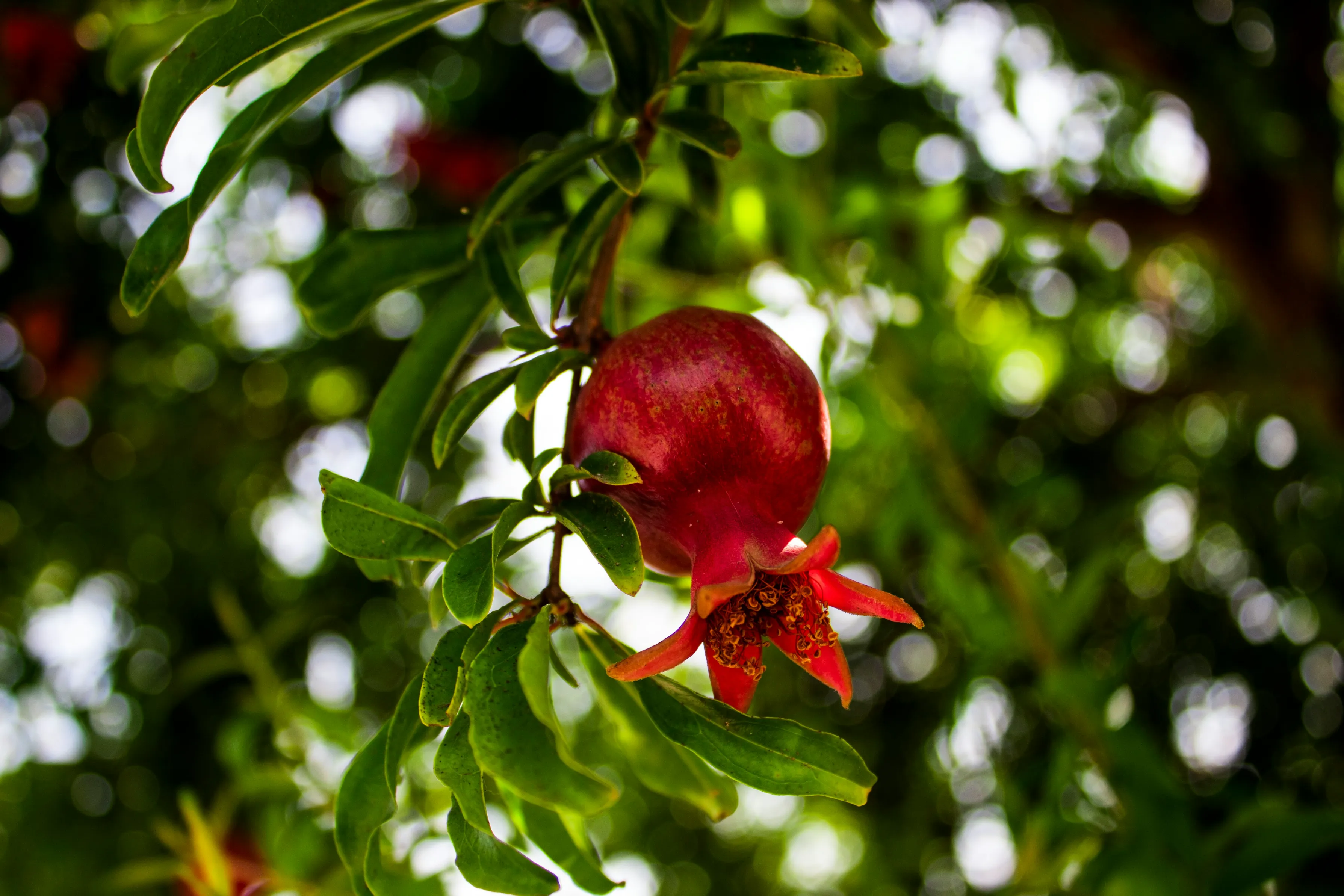 Ripe red pomegranate hangs among glossy green leaves in orchard sunlight. The fruit’s crown and skin texture are clearly visible, illustrating Sharon Naraghi Farms’ sustainably grown produce and the vibrant quality delivered to domestic and international buyers.
