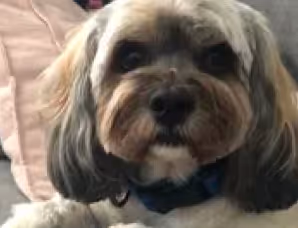 pet shops, furry children, pet dogs, pets, pet products, pet shop, pet shop recommendation, pet care, pet cleaner, pet bath, cat shower liquid, pet cat shower liquid, pet dog shower, recommended for pet bathing, pet cleaning spray, pet harmless cleaner, pet environmental cleaning, pet-friendly cleaner, and pet shower liquid.
