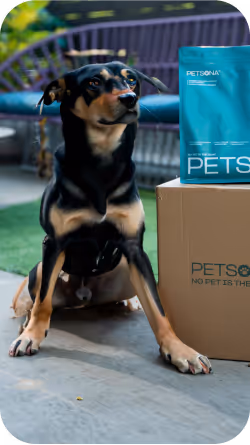 pet shops, furry children, pet dogs, pets, pet products, pet shop, pet shop recommendation, pet care, pet cleaner, pet bath, cat shower liquid, pet cat shower liquid, pet dog shower, recommended for pet bathing, pet cleaning spray, pet harmless cleaner, pet environmental cleaning, pet-friendly cleaner, and pet shower liquid.
