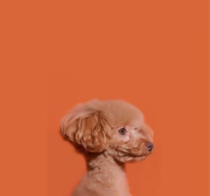 pet shops, furry children, pet dogs, pets, pet products, pet shop, pet shop recommendation, pet care, pet cleaner, pet bath, cat shower liquid, pet cat shower liquid, pet dog shower, recommended for pet bathing, pet cleaning spray, pet harmless cleaner, pet environmental cleaning, pet-friendly cleaner, and pet shower liquid.
