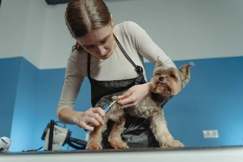  A lady is cleaning her pet dog nails