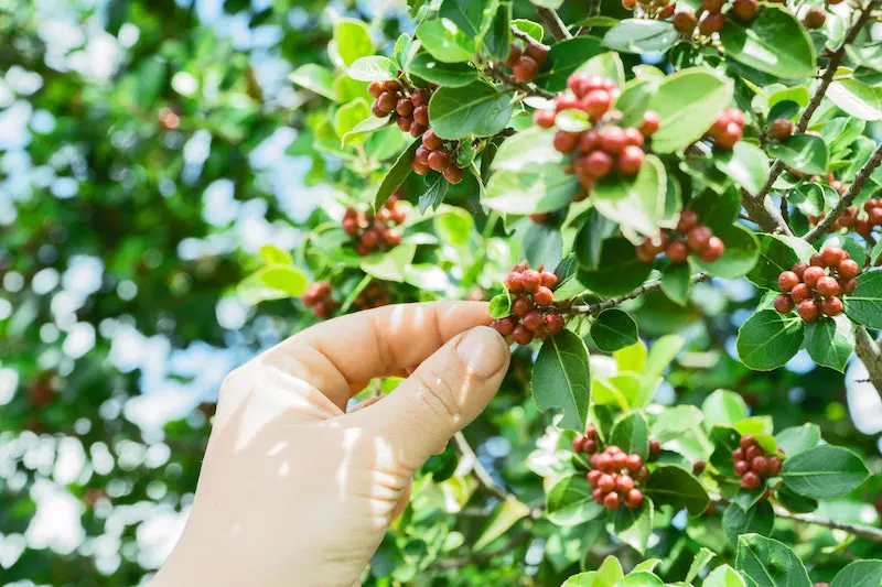 Person picking coffee beas from the tress