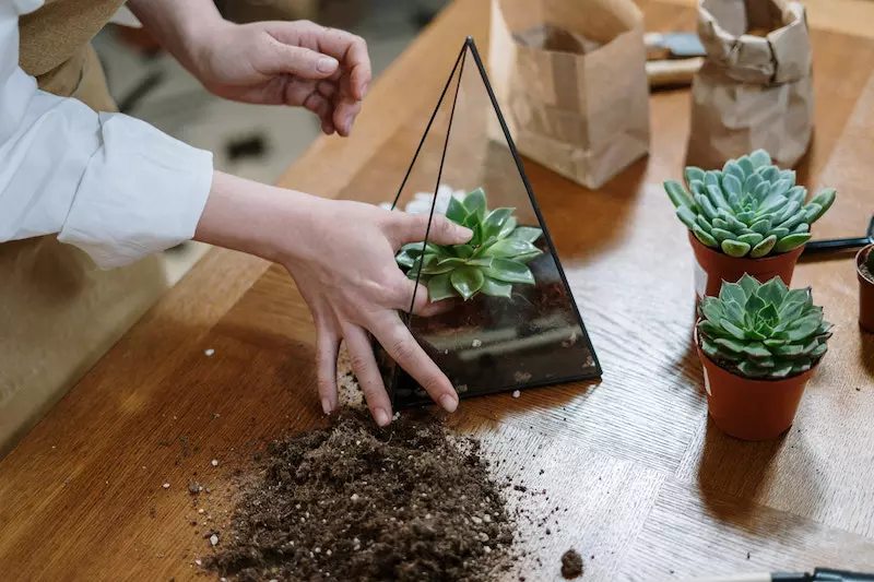 A person is planting a green plant of flower shape on the pot