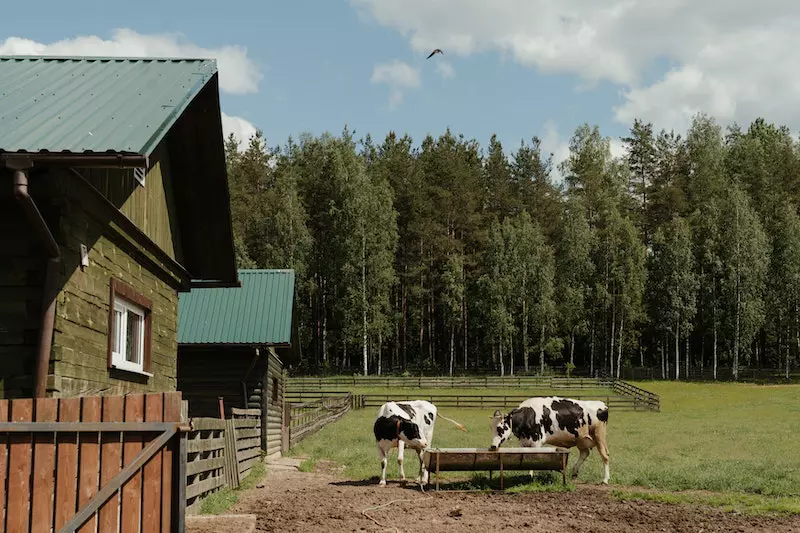 Two cows are outside the farm house drinking water