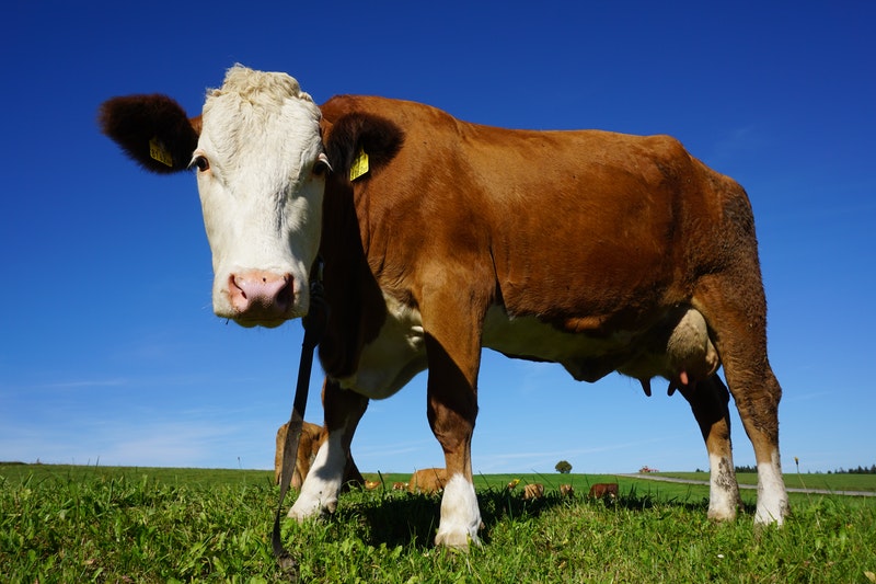 A Cow is Posing in Grass Area