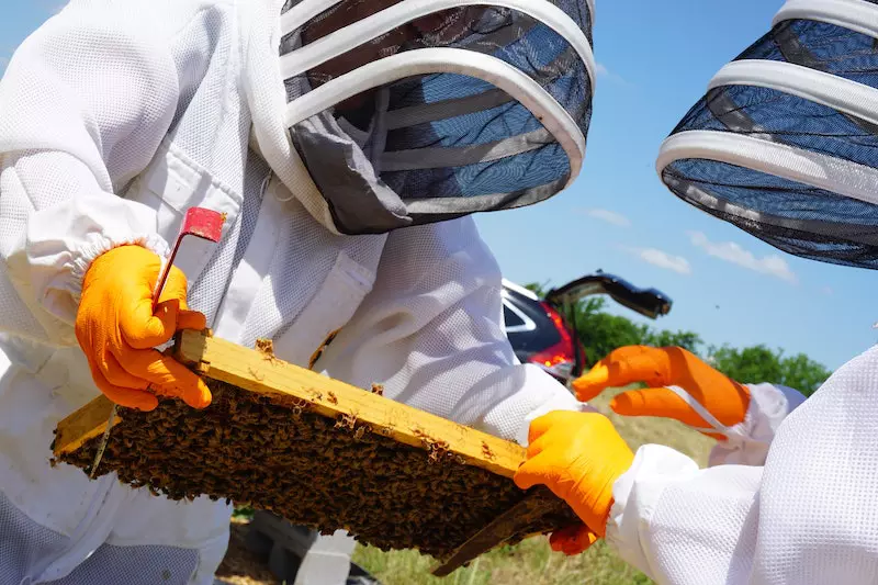 2 man collecting honey from honey nest