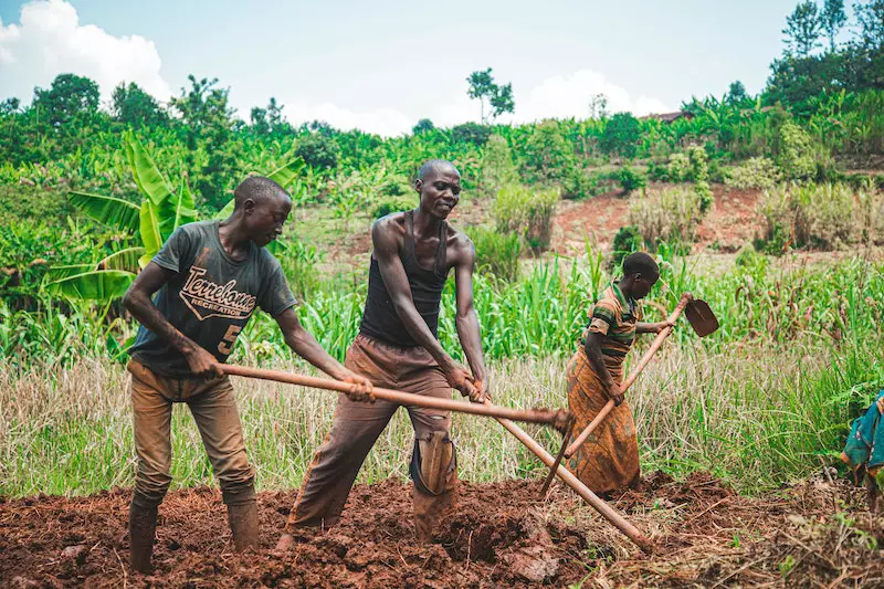 Three peoples are ploughing in the field
