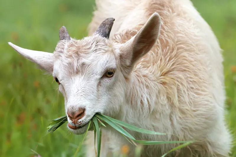 A White color goat is shown in the image