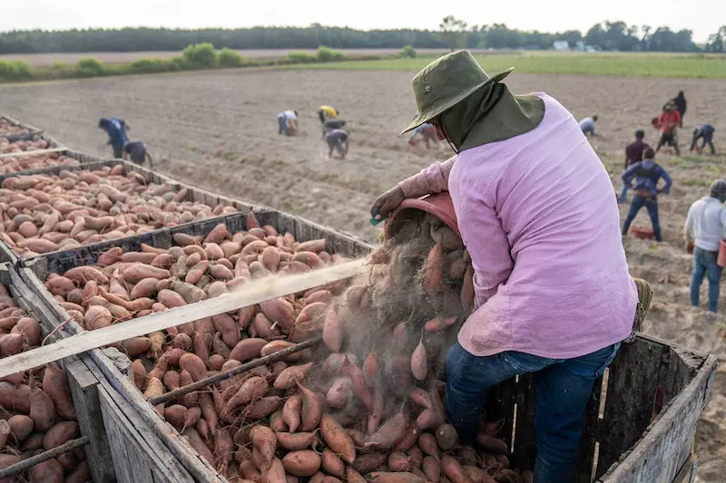 A man filling truck with sweet-potato