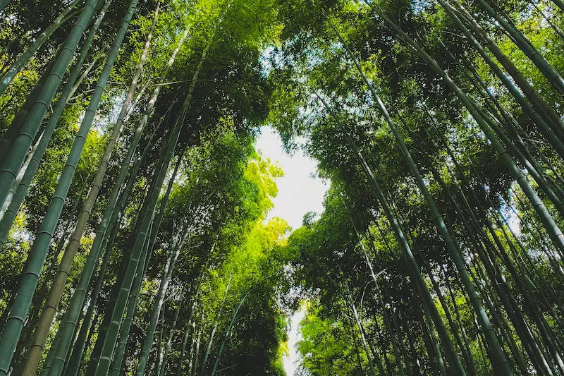 Bamboo tress are shown in the image
