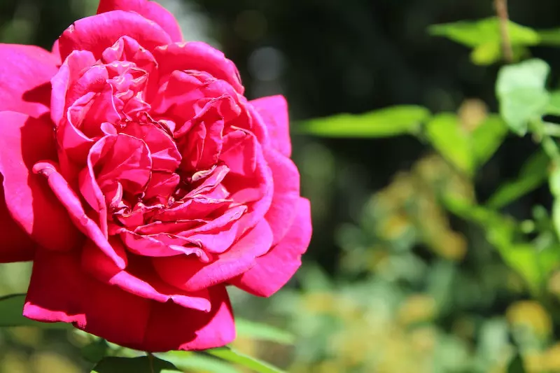 A closeup shot of rose has shown in the image