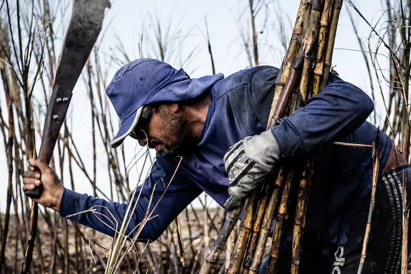 A man is cutting sugarcane 