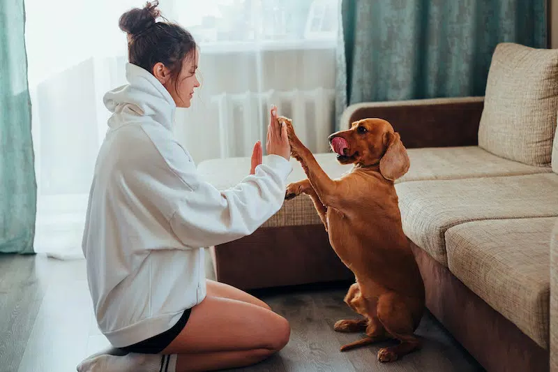 A lady is playing with her pet dog.