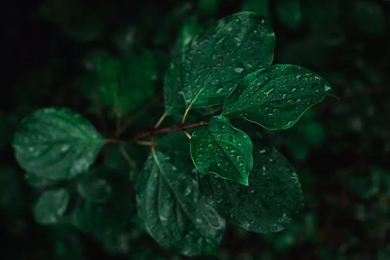 A green plant is shown in the image