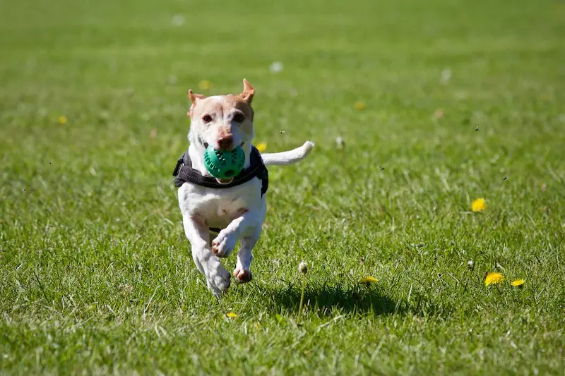 A dog is shown the display