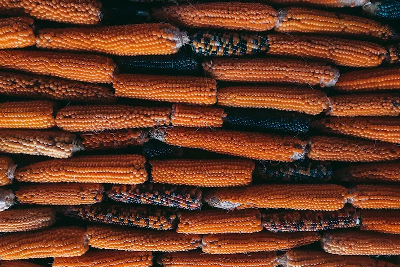 Many corncob is shown on the display