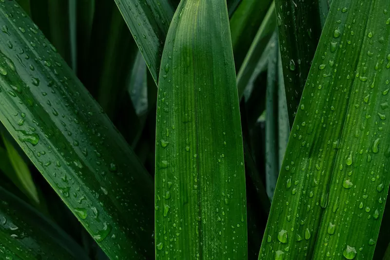 A image of wet pandan leaves