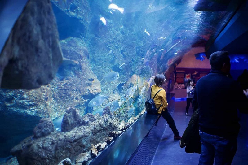 A women is standing leaning to glass of aquarium.