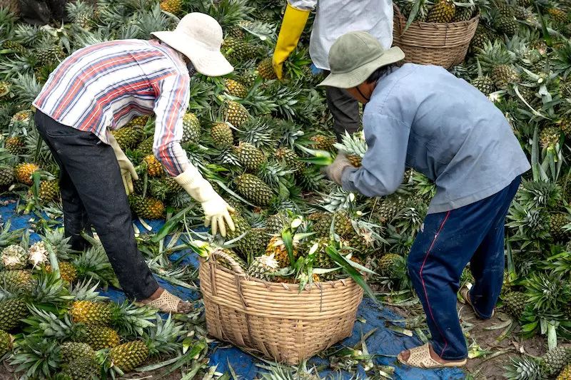 Peoples are collecting pineapple in the basket
